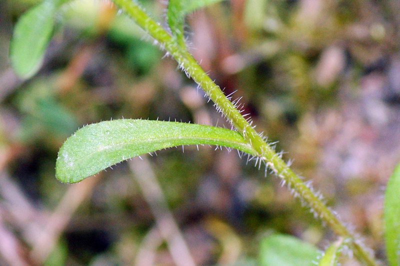 Jasione montana
